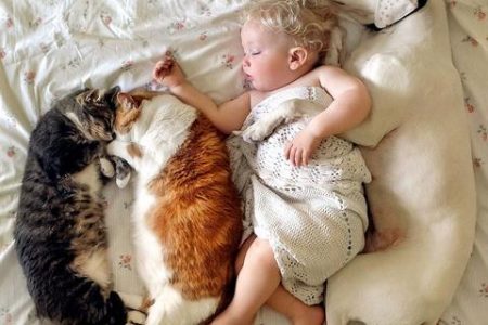 猫咪为啥喜欢睡主人身边？安全感、温暖和陪伴缺一不可！