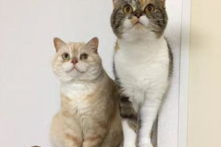 千岁岁黑猫品种鉴定：它真的是一只英短猫吗？