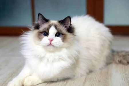 猫咪应激反应：症状、原因及紧急处理方法