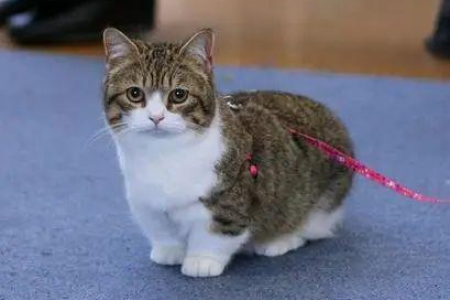 矮脚猫是什么品种？超萌短腿猫的品种大全及特征介绍