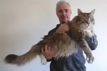 揭秘世界上最大的猫品种，缅因猫有多重，有多长？