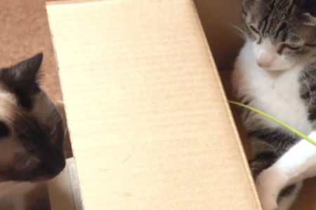 想了解法老猫？带你认识这种独特猫咪品种！