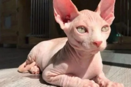 斯芬克斯猫智商相当于人几岁？揭秘无毛猫的聪明程度！