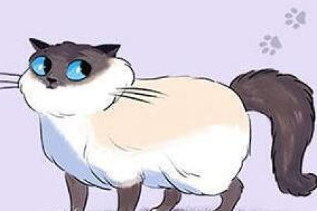 解读猫咪摇尾巴的含义，轻松了解猫咪的小情绪