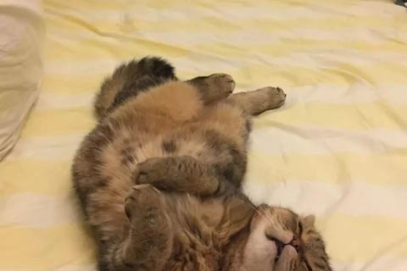 猫咪临死前的表现有哪些？教你识别并做好准备