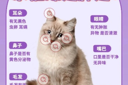 如何购买健康的猫咪？新手必看选购技巧