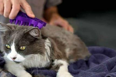 如何挑选健康的猫咪？远离“星期猫”的实用方法