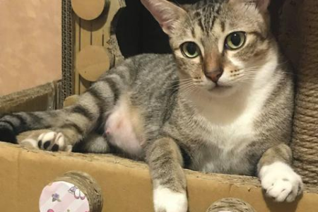 星期猫是什么意思？买回家不到一周就生病甚至死亡？