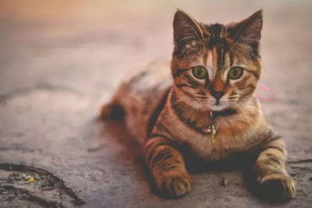 教你轻松识别星期猫：几个简单有效的检测方法