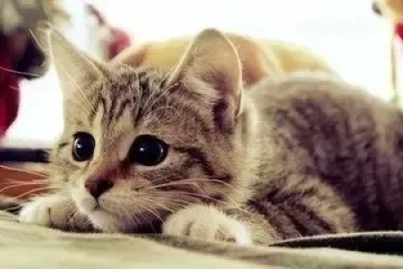 如何避免买到星期猫？快速判断猫咪健康的方法