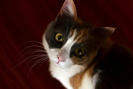 买猫怕遇上星期猫？教你几招火眼金睛识破骗局