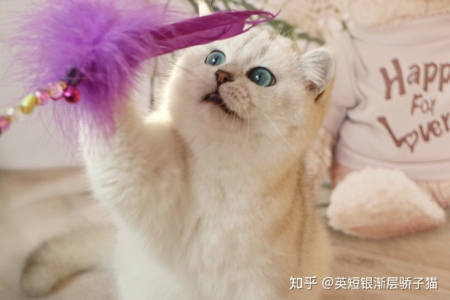 想买猫却怕上当？教你如何找到靠谱的猫猫卖家
