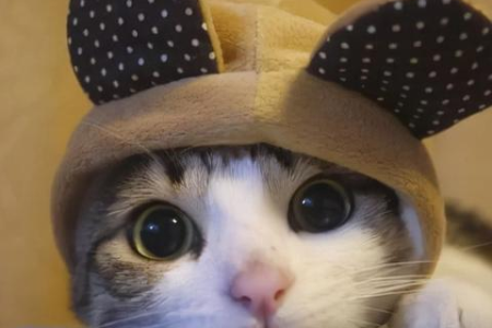 买猫咪前必看！这份清单帮你准备好一切