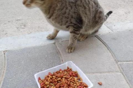 新手买猫需要注意什么？避开猫贩子陷阱，挑选健康猫咪的秘诀