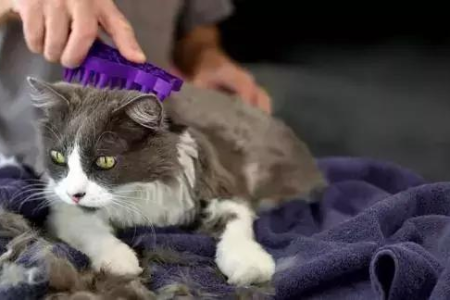 猫咪几个月大最好买回家？避开风险，挑选健康快乐猫咪！