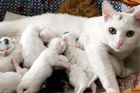 新手买猫选几个月龄最好？3-5月龄猫咪更适合新手