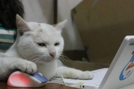 养猫小白必读：买几个月大的猫比较好？详细解答
