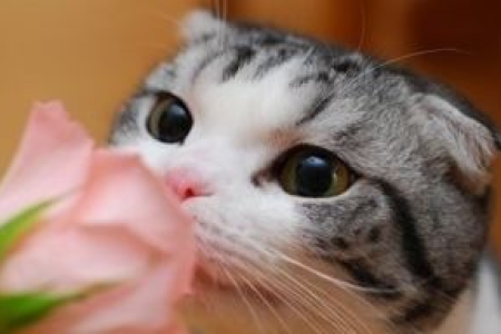 自制驱猫喷雾：简单方法赶走猫咪，妙招分享