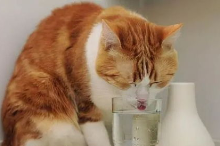 花露水能驱赶猫咪吗？对猫咪健康有影响吗？