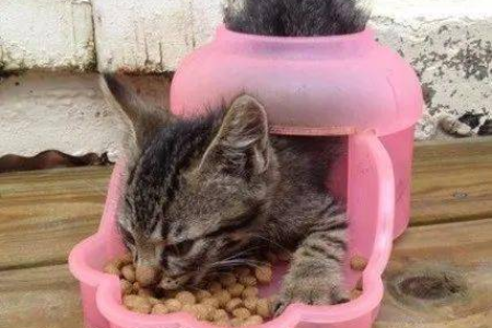 驱猫剂成分分析：天然植物驱猫剂真的安全吗？