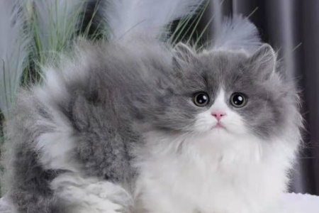 养矮脚猫之前，这些缺陷和疾病你必须了解！