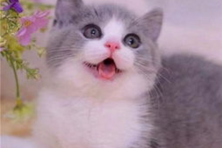 家里猫咪一直打呼噜是怎么回事？猫咪打呼噜的几种可能