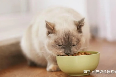 给猫咪换猫粮的频率是多少？如何正确更换猫粮？
