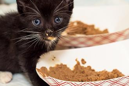 如何确定猫粮更换频率？多久换一次猫粮更科学？