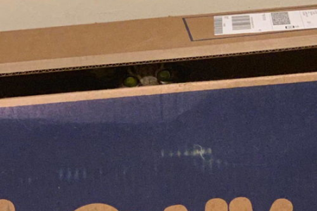 猫粮多久换一次？多久换猫粮才科学？