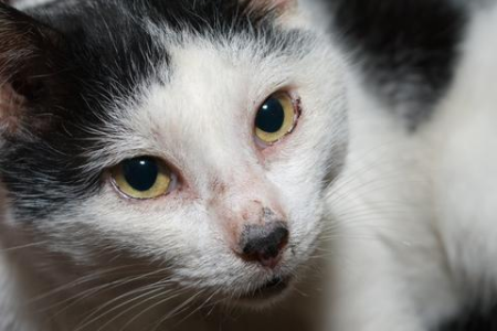 猫咪换猫粮拉稀了怎么办？别慌，看这里