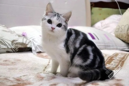 美国短毛猫有多少种？不同花色美短大盘点