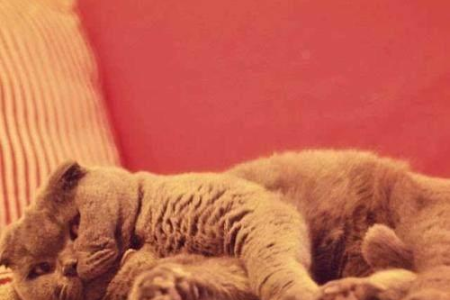 散养猫更亲人？还是笼养猫更安全？