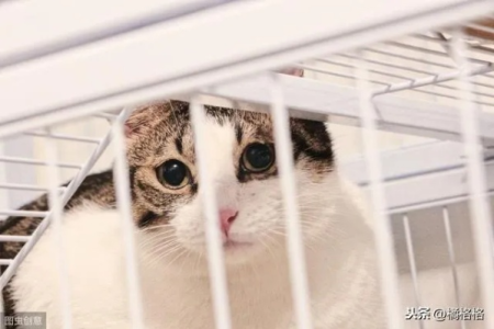 长期笼养猫咪会影响性格吗？如何正确饲养猫咪？