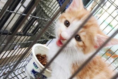 笼养猫咪真的更容易暴躁吗？铲屎官必看！