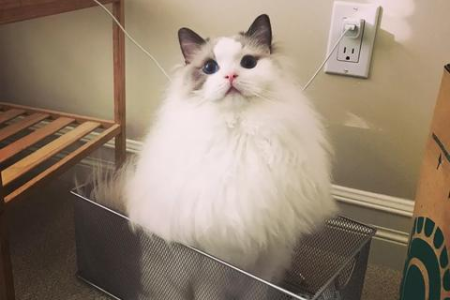 为什么不能笼养猫咪？健康风险及行为问题！