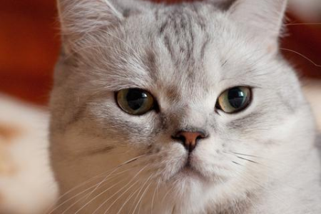 笼养猫咪好处多？坏处你又知道多少？
