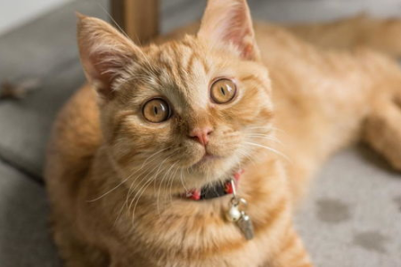 纠结猫笼养？先了解它的好处和坏处再决定