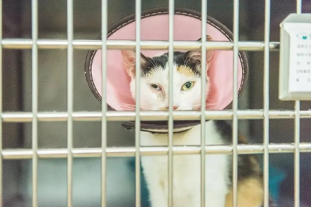 猫笼养的好处：安全舒适，远离危险，从此告别“逃家”！