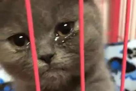 家里空间小，哪些猫咪适合笼养？这份清单帮你解决难题！