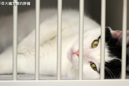 什么猫最适合笼养？盘点适合笼养的猫咪品种及原因