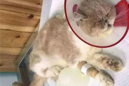 猫咪笼养的坏处有哪些？笼养会让猫咪变坏吗？