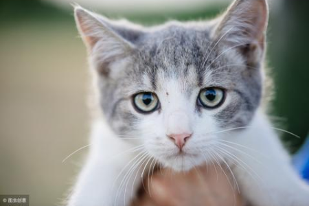 笼养猫咪会对你产生负面情绪吗？解读猫咪心理