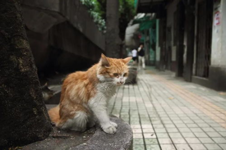 笼养猫咪会让猫咪性格变好吗？答案可能出乎意料