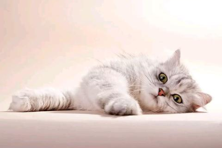笼养猫咪性格会变好吗？科学分析笼养对猫咪性格的影响