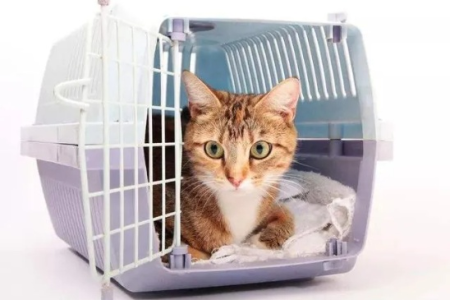 笼养猫咪如何避免无聊？铲屎官必看实用指南！