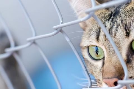笼养猫咪，每天需要玩耍多少时间才开心？