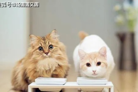 猫咪不吃东西几天会死？幼猫和成年猫区别大