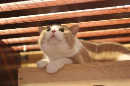 猫咪绝食能撑多久？几天不吃东西会有危险？