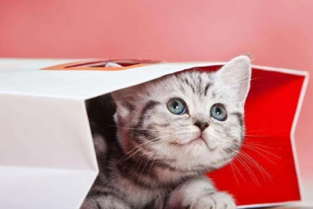 猫咪新家绝食怎么办？快速有效解决猫咪拒食难题