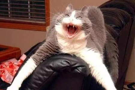 应激反应导致猫咪绝食？7个妙招帮你解决猫咪厌食难题